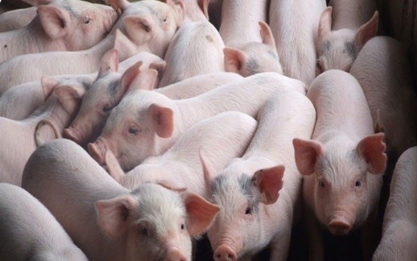 Bình Định: 150 tỷ đồng cho vay không lãi suất để tái đàn lợn (19/10/2020)